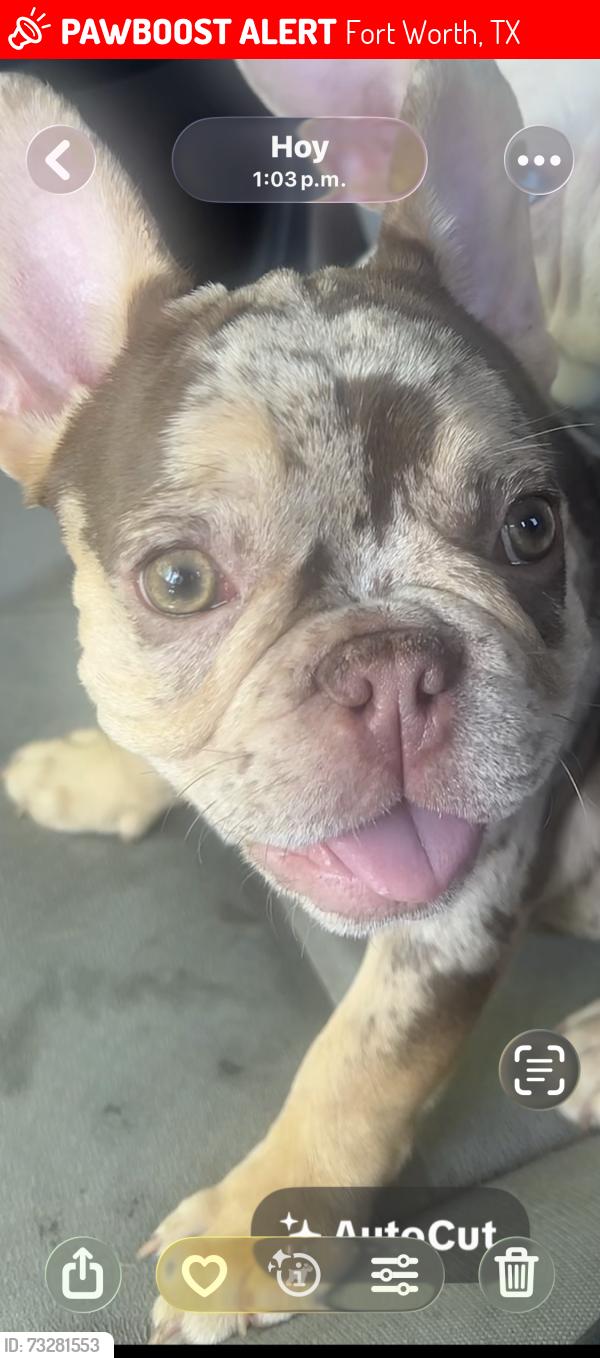Lost Female Dog last seen Fairview, Fort Worth, TX 76111