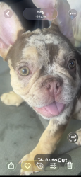 Lost Female Dog last seen Fairview, Fort Worth, TX 76111