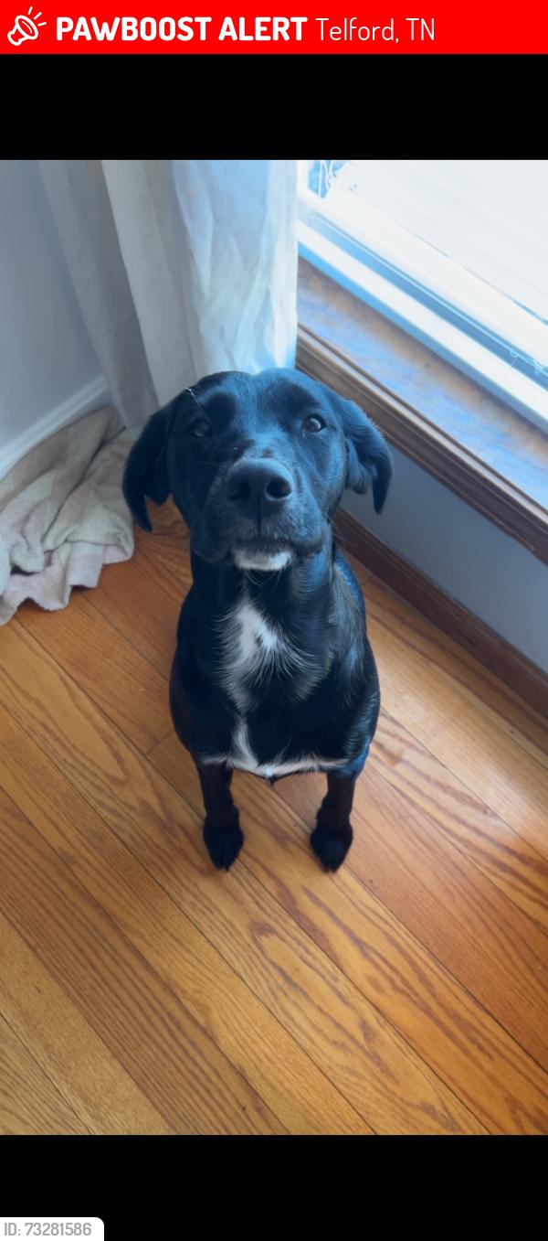 Lost Female Dog last seen Troyer’s, Telford, TN 37690