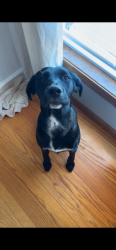 Lost Female Dog last seen Troyer’s, Telford, TN 37690