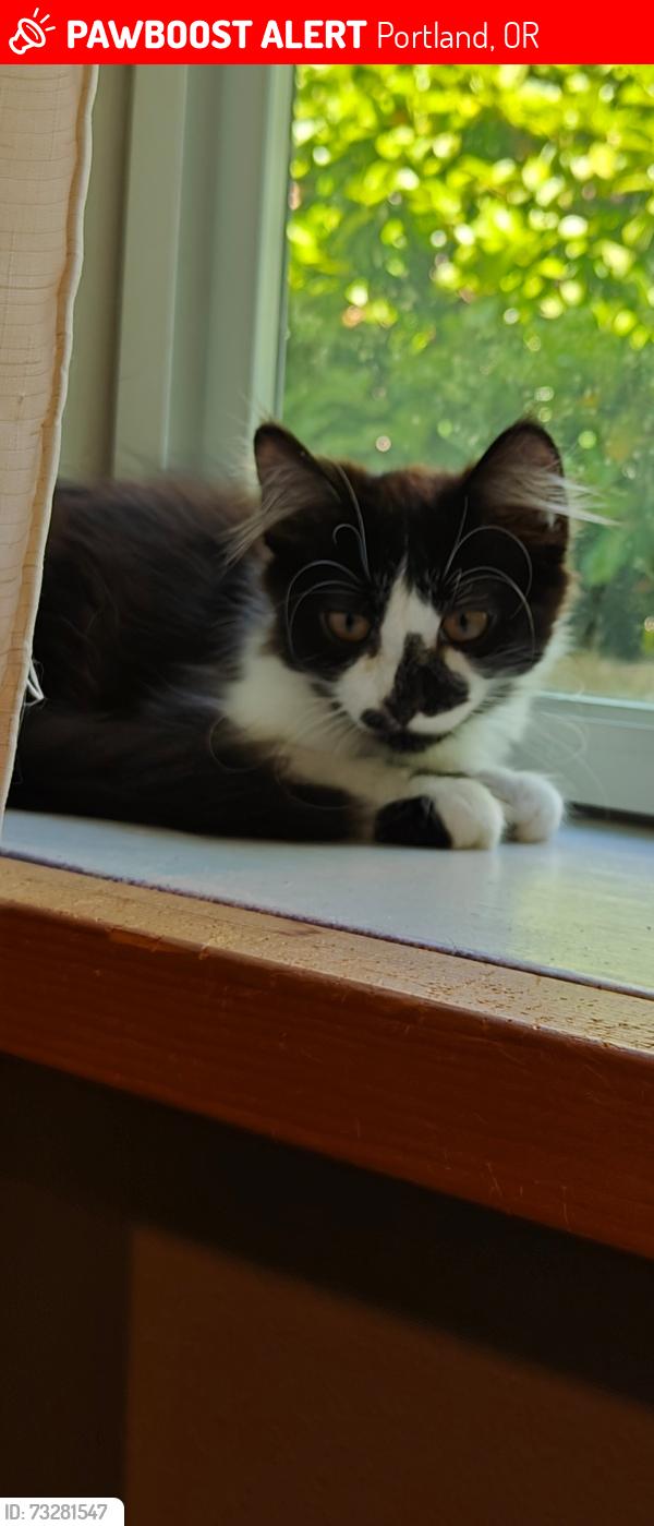 Lost Male Cat last seen 60th and Sandy blvd. Portland, Portland, OR 97213
