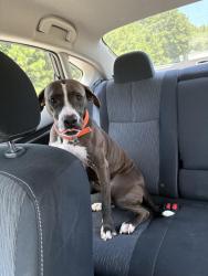Found/Stray Female Dog last seen Clarke Central High School, Athens, GA 30606