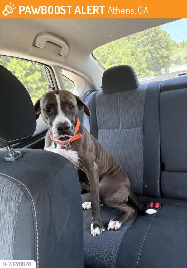 Found/Stray Female Dog last seen Clarke Central High School, Athens, GA 30606