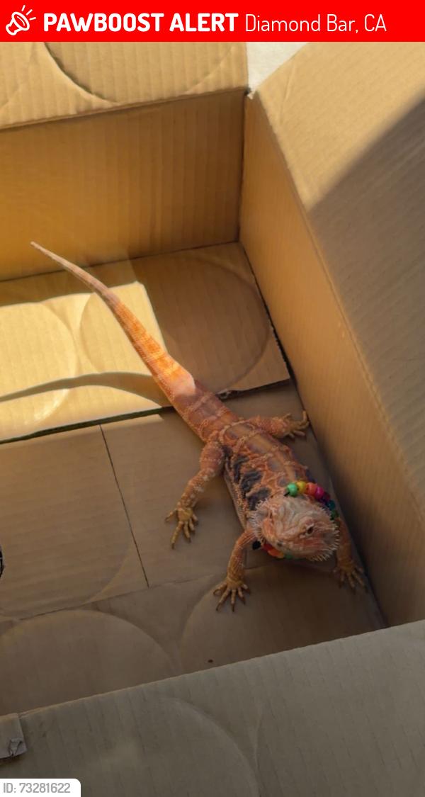 Lost Female Reptile last seen Crooked Arrow Drive, Diamond Bar, CA 91765
