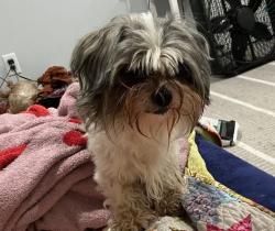 Found/Stray Male Dog last seen Payne and Phalen, Saint Paul, MN 55106