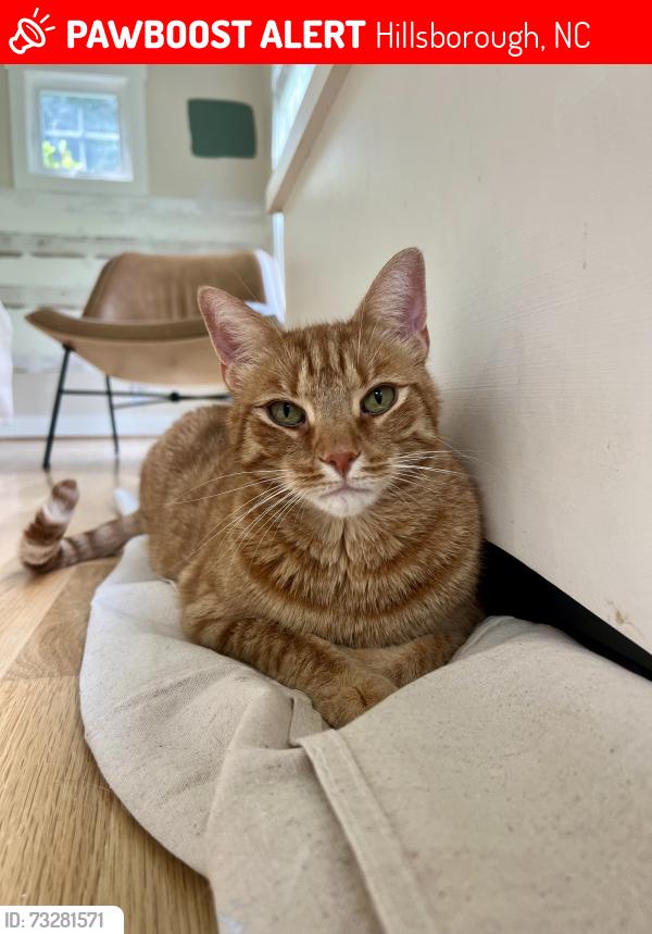 Lost Male Cat last seen Dogwood Bloom Lane and Maple Glen Drive, Hillsborough, NC 27278