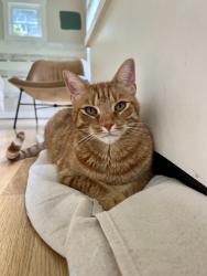 Lost Male Cat last seen Dogwood Bloom Lane and Maple Glen Drive, Hillsborough, NC 27278