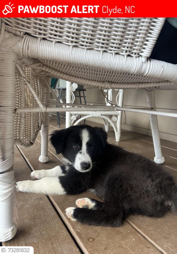 Lost Male Dog last seen Sally’s Branch Rd and Short Ridge Ln, Clyde, NC 28721