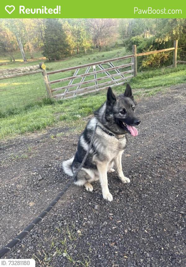 Reunited Male Dog last seen Taft Avenue and N Donelson St, Alexandria, VA 22304