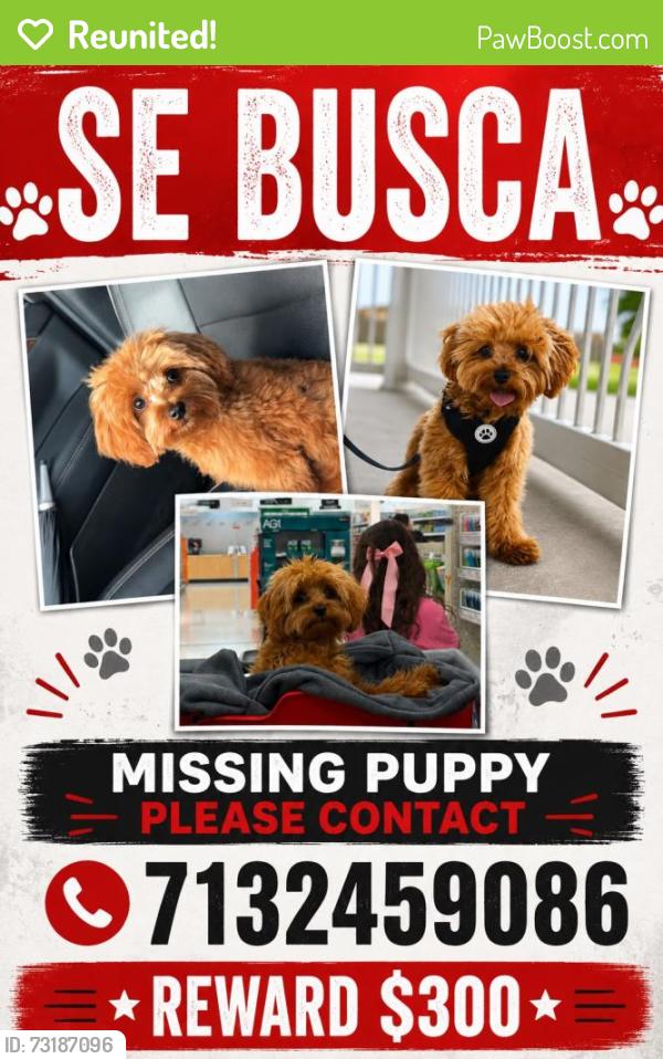Reunited Male Dog last seen Near Briar Cove Cir, Richmond, TX 77469, Richmond, TX 77469