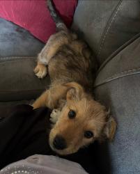 Lost Male Dog last seen Circle K Parking Lot, Naches, WA 98937