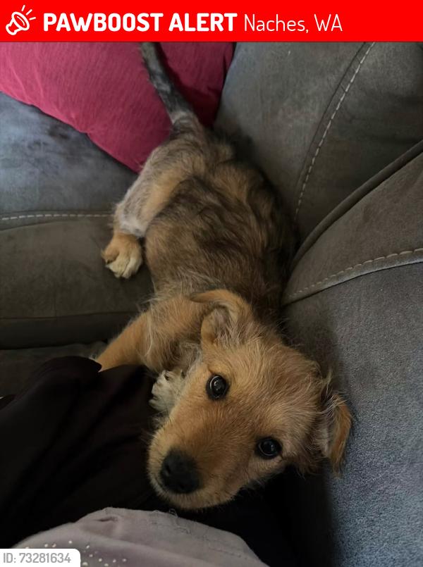 Lost Male Dog last seen Circle K Parking Lot, Naches, WA 98937