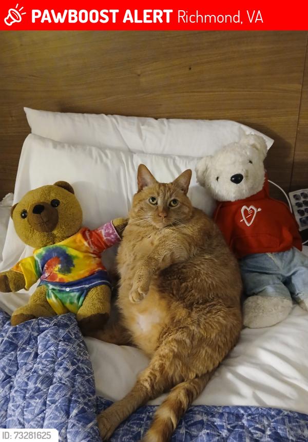 Lost Male Cat last seen Lakeside apmts on Hermitage Rd, Richmond, VA 23228