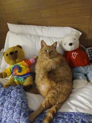 Lost Male Cat last seen Lakeside apmts on Hermitage Rd, Richmond, VA 23228