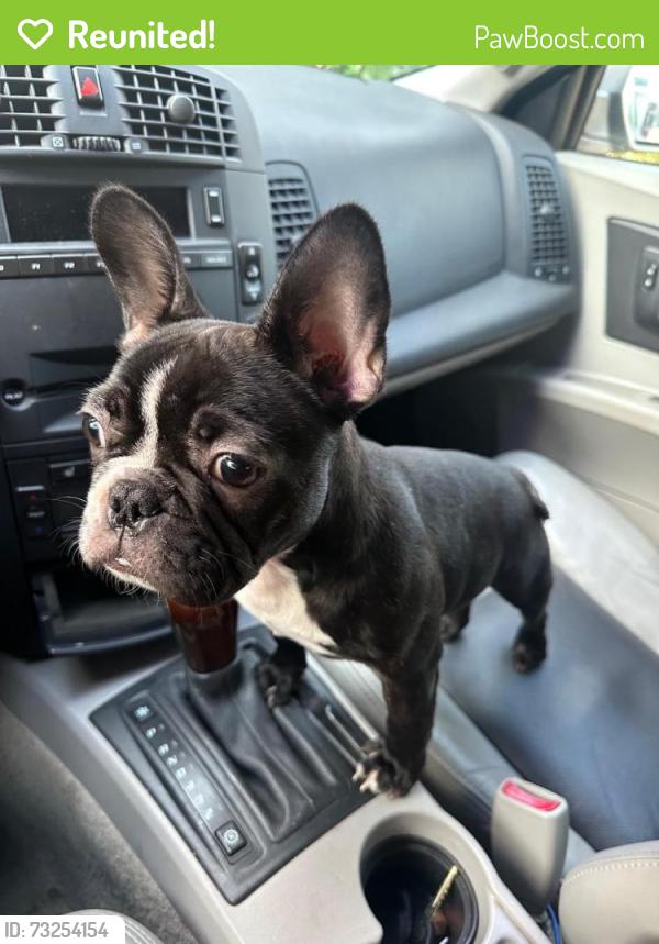 Reunited Female Dog last seen Mirmesa, Cypress, TX 77433