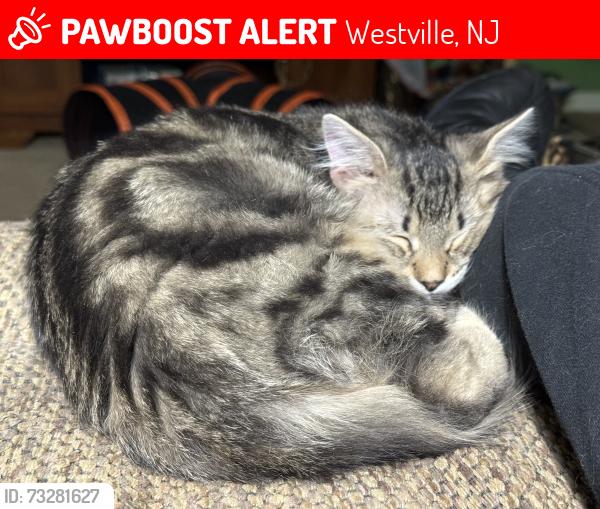 Lost Male Cat last seen Delsea Drive and Tacoma, Westville, NJ 08093