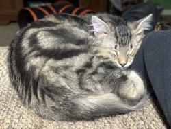Lost Male Cat last seen Delsea Drive and Tacoma, Westville, NJ 08093