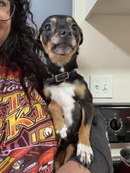Reunited Female Dog last seen MacArthur Blvd by the Dominos, Oakland, CA 94619