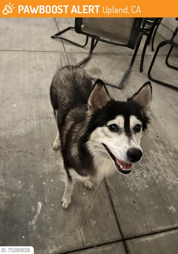 Found/Stray Female Dog last seen 13th st and Winston court, Upland, CA 91786