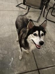 Found/Stray Female Dog last seen 13th st and Winston court, Upland, CA 91786