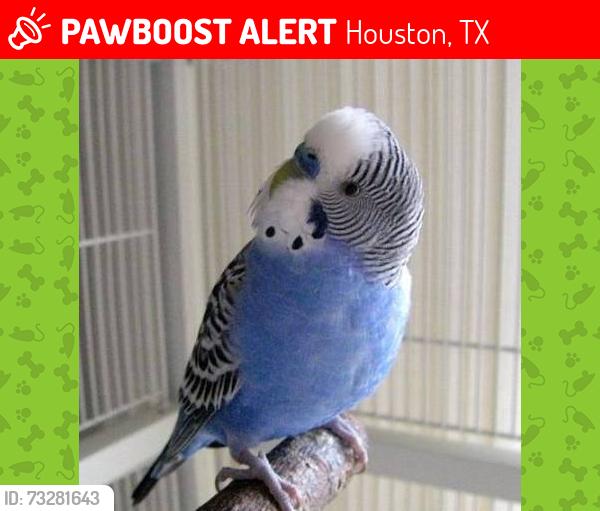 Lost Male Bird last seen Behind orange Grove elementary, Houston, TX 77093