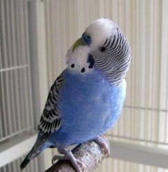 Lost Male Bird last seen Behind orange Grove elementary, Houston, TX 77093