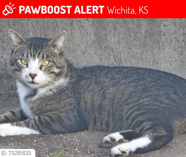 Lost Male Cat last seen ParkEast s, Wichita, KS 67218