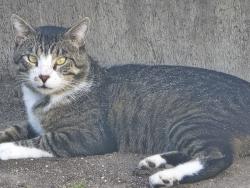Lost Male Cat last seen ParkEast s, Wichita, KS 67218
