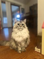 Reunited Female Cat last seen Wildrose drive, Belvidere, IL 61008