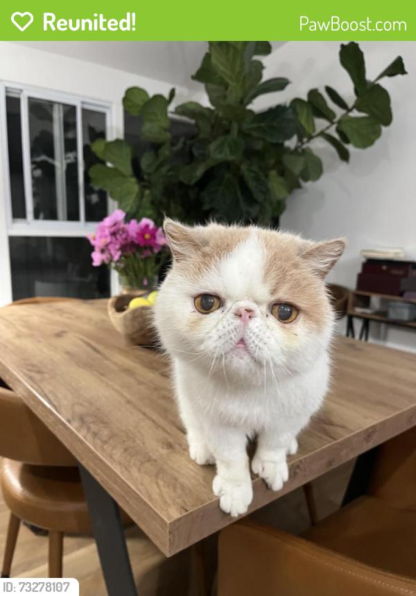 Reunited Male Cat last seen Lake Murray blvd and Jackson, San Diego, CA 92119