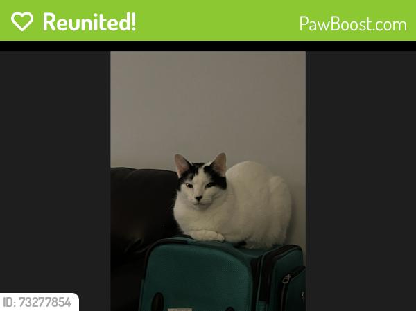 Reunited Male Cat last seen Near Hunterswood and Foxhunt, Waterloo, ON N2K 3E9