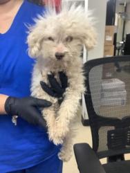 Shelter Stray Male Dog last seen Near Echo Lake Dr, South District, TX, 355 Hillshire Dr, Haslet, TX 76052, USA