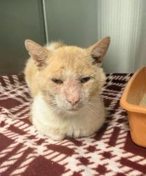 Shelter Stray Male Cat last seen Scarritt & Wheeling, KCMO, 64123, 64123, MO, 7077 Elmwood Ave, Kansas City, MO 64132, USA