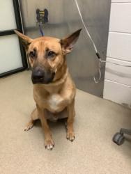Shelter Stray Male Dog last seen Near Spoke St, North District, TX, 355 Hillshire Dr, Haslet, TX 76052, USA