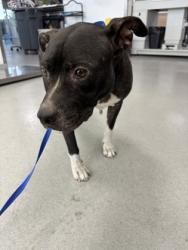 Shelter Stray Female Dog last seen Near VINETTA DR, Central District,, 355 Hillshire Dr, Haslet, TX 76052, USA