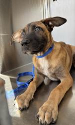 Shelter Stray Female Dog last seen Near VINETTA DR, Central District,, 355 Hillshire Dr, Haslet, TX 76052, USA
