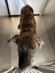 Shelter Stray Male Dog last seen Near VINETTA DR, Central District,, 355 Hillshire Dr, Haslet, TX 76052, USA