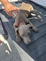 Shelter Stray Female Dog last seen Near W Bolt St, South District, TX, 355 Hillshire Dr, Haslet, TX 76052, USA