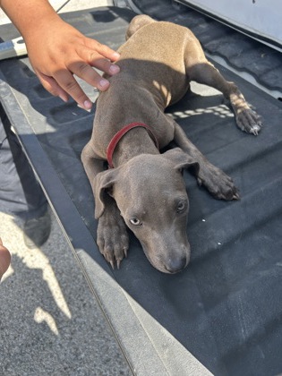 Shelter Stray Female Dog last seen Near W Bolt St, South District, TX, 355 Hillshire Dr, Haslet, TX 76052, USA
