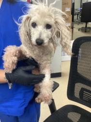 Shelter Stray Female Dog last seen Near Echo Lake Dr, South District, TX, 355 Hillshire Dr, Haslet, TX 76052, USA