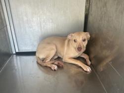 Shelter Stray Female Dog last seen Near Oak Valley Dr, Caddo Parish, LA, 1500 Monty St, Shreveport, LA 71107, USA