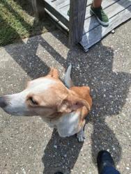 Shelter Stray Male Dog last seen Near Bert Kouns #602, Caddo Parish, LA, 1500 Monty St, Shreveport, LA 71107, USA