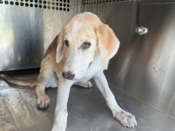 Shelter Stray Female Dog last seen Adcock Rd, Caddo Parish,, 1500 Monty St, Shreveport, LA 71107, USA