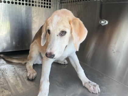 Shelter Stray Female Dog last seen Adcock Rd, Caddo Parish,, 1500 Monty St, Shreveport, LA 71107, USA