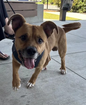 Shelter Stray Male Dog last seen Near Tallulah St NW, Atlanta, GA, 1251 Fulton Industrial Blvd NW, Atlanta, GA 30336, USA