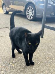 Found/Stray Unknown Cat last seen Inside Crusader Industrial est, Finsbury Park, England N4 1LZ