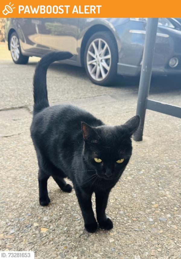 Found/Stray Unknown Cat last seen Inside Crusader Industrial est, Finsbury Park, England N4 1LZ