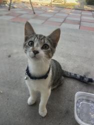 Reunited Male Cat last seen Near Sunset Lane Elementary, Fullerton, CA 92833