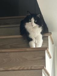 Reunited Male Cat last seen Kenwood Dr., Spring Valley, CA 91941