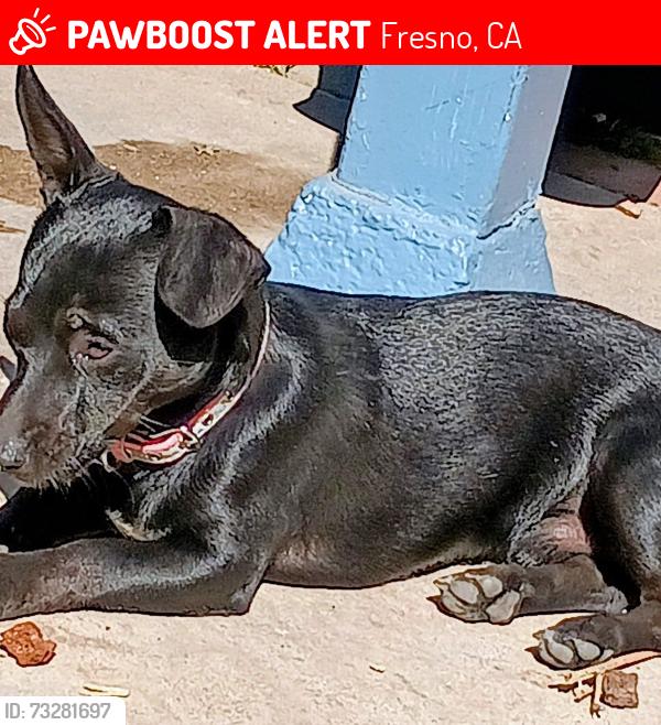 Lost Male Dog last seen Hughes and dudley, Fresno, CA 93728